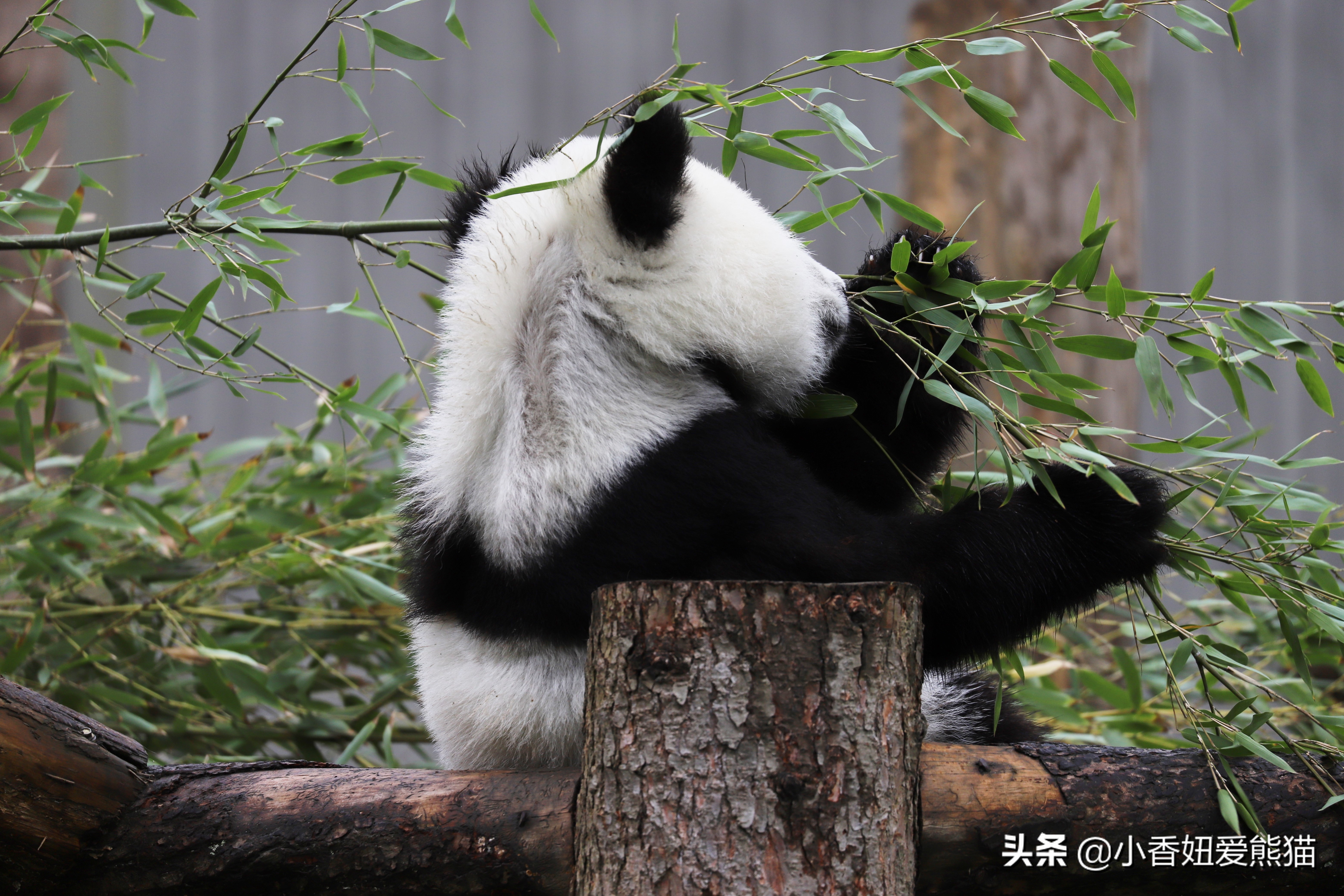 卧龙熊猫宝宝和宝力,卧龙熊猫基地熊猫宝宝