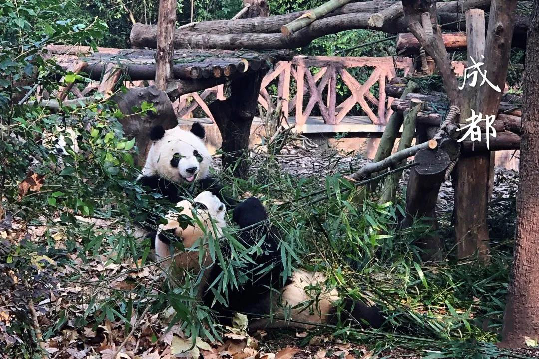 厦航特价机票是分批放出吗,厦航机票限时特惠