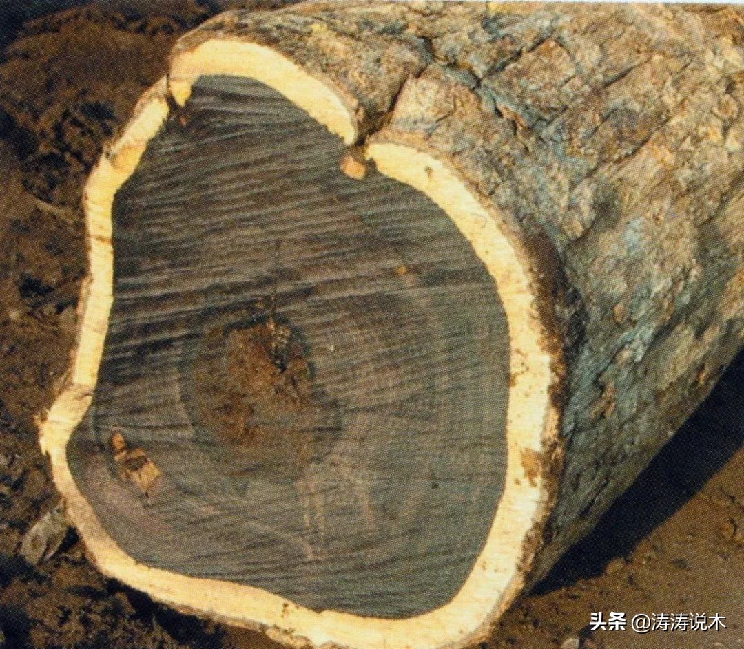 这种木料被称为明日之星，你知道吗？