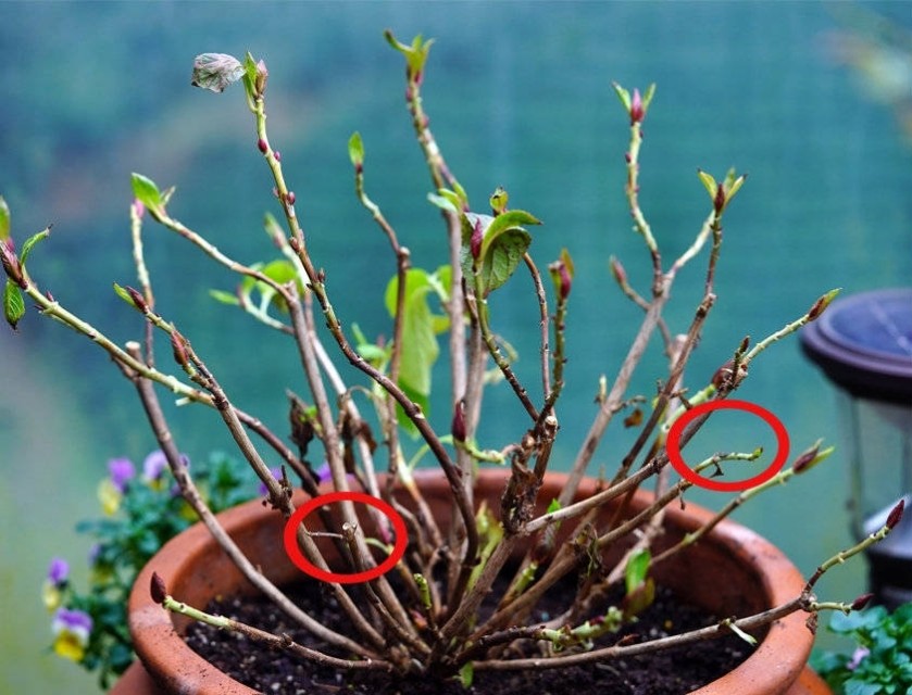 为什么你的绣球还没开花就烂了,你的绣球没有花苞怎么办