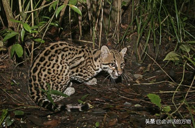 广西发现豹猫野生动物,宁夏野生豹猫