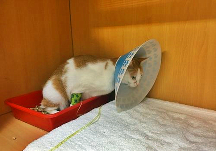 猫咪饮水是什么原因,猫咪饮水过多