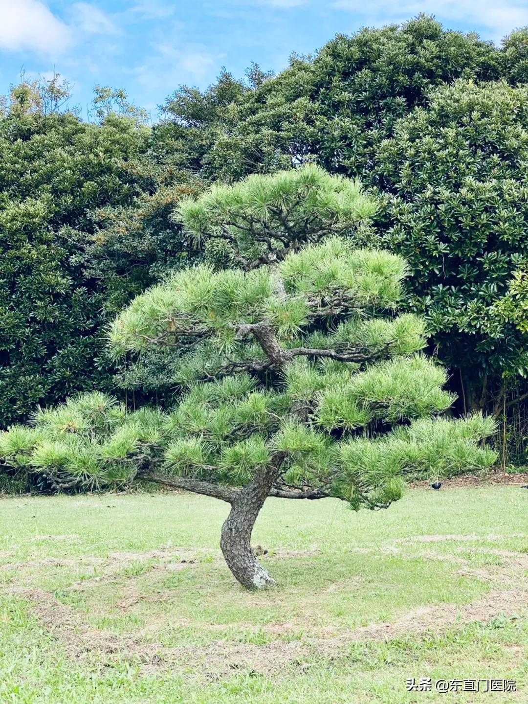 二十四节气中医养生茶,二十四节气道家功法