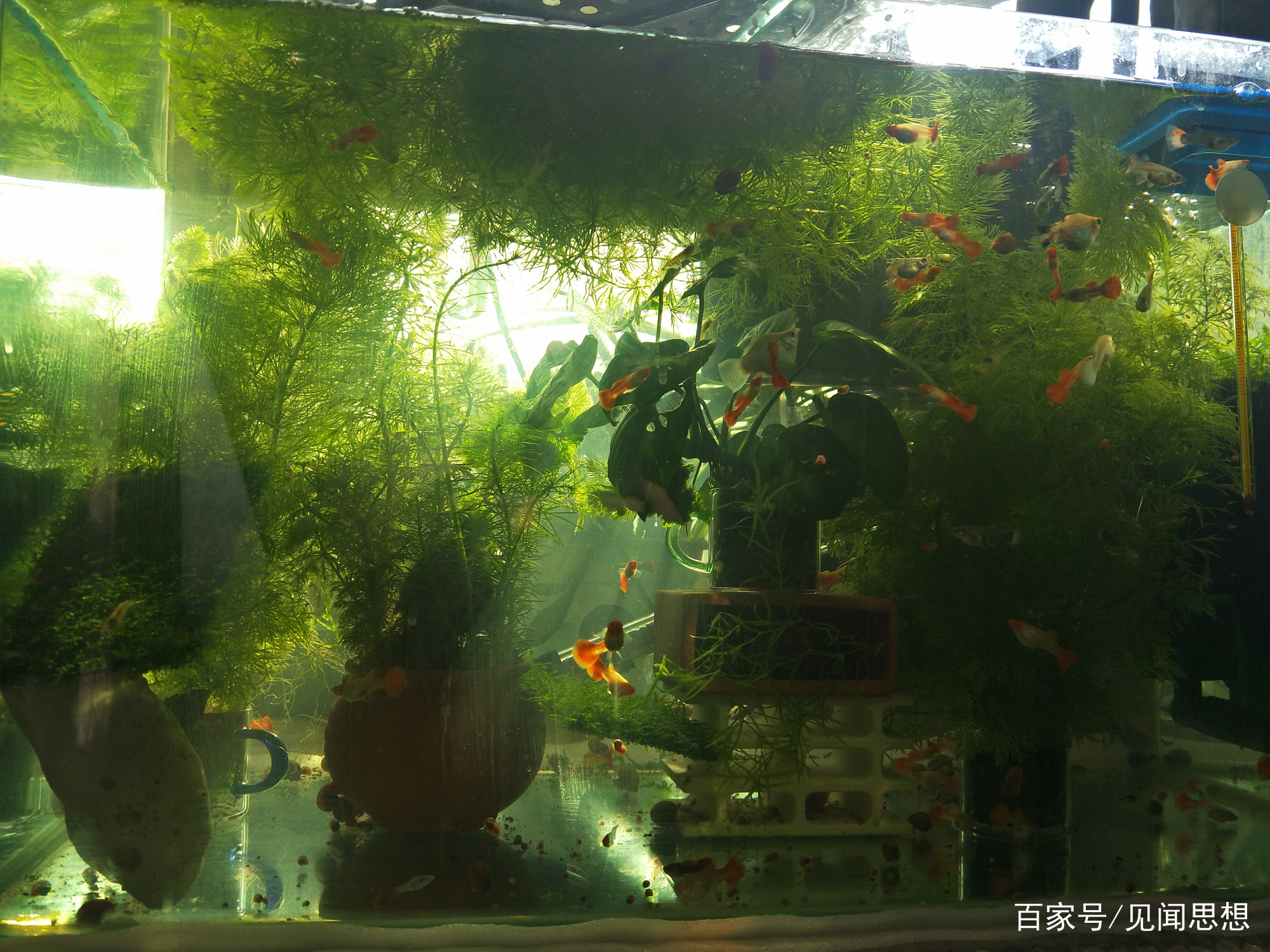 适合水草缸养的可以繁殖的观赏鱼,适合新手大鱼缸养的观赏鱼