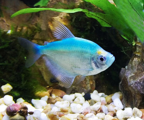 观赏鱼内感染,观赏鱼细菌性感染怎么造成的