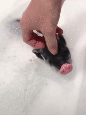 井柏然的家曝光,井柏然的猪