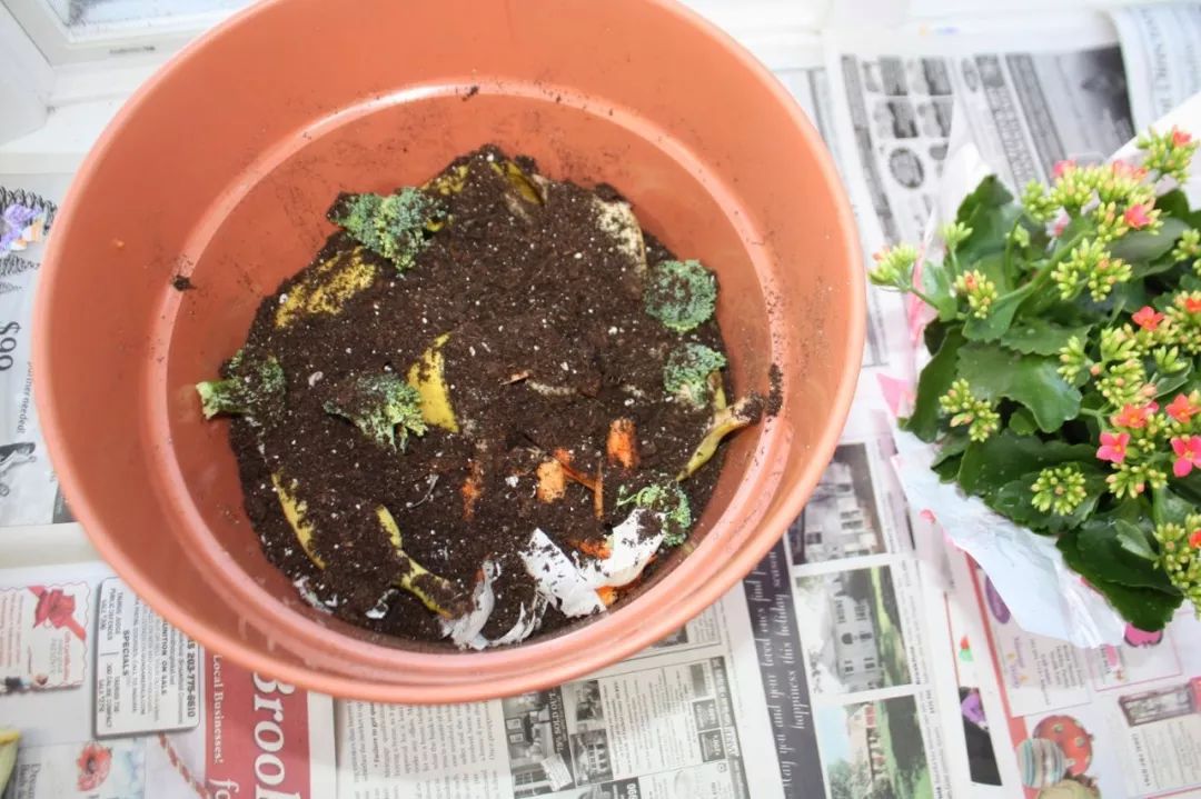 养花自制有机肥的方法,养花不用浇水的制作教程