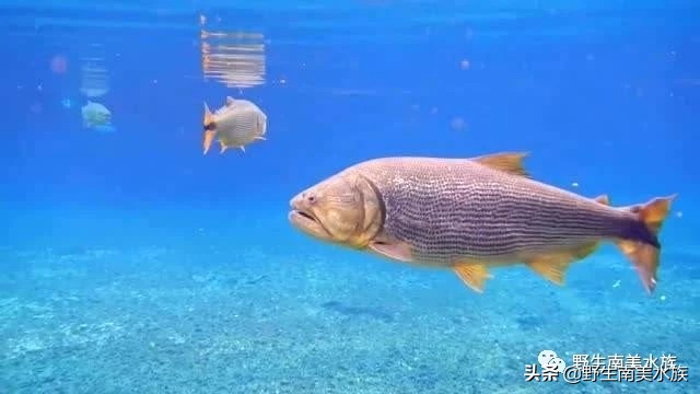 超大黄金河虎鱼,野生黄金河虎鱼