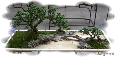 丛林式盆景欣赏,盆景欣赏及制作