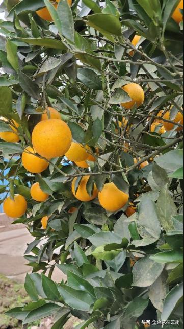 临近年关吃东西容易上火,就让这款小甜橙拯救一下