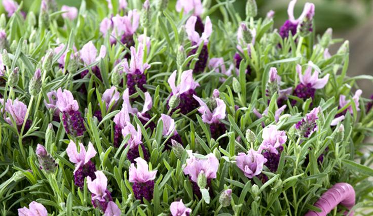 薰衣草的养殖条件和方法图片大全,衣草养殖方法和注意事项图片