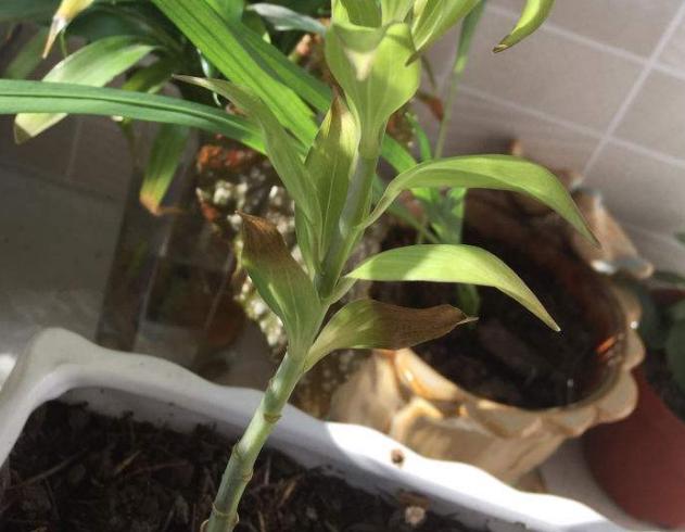 百合花开完花后怎么处理要施肥吗,百合花开完后怎么处理视频