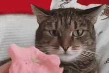 捡到猫咪的胡子,收集猫咪胡须会有好运嘛