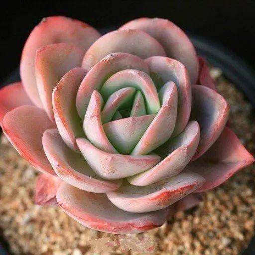 几款好看又好养的多肉,好养且易爆盆的多肉