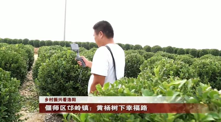 偃师区!美了!富了