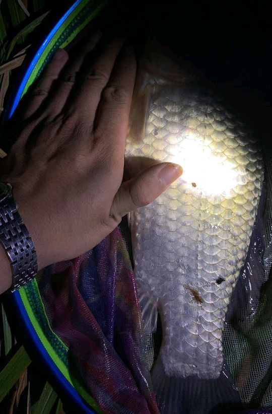 閲庨挀閲庣敓鐢查奔鏂规硶,閲庨挀鐢查奔楂樻晥绉樻柟