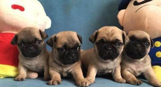 如果你有一只巴哥犬，那么不妨看看这篇文章，或许会收获许多