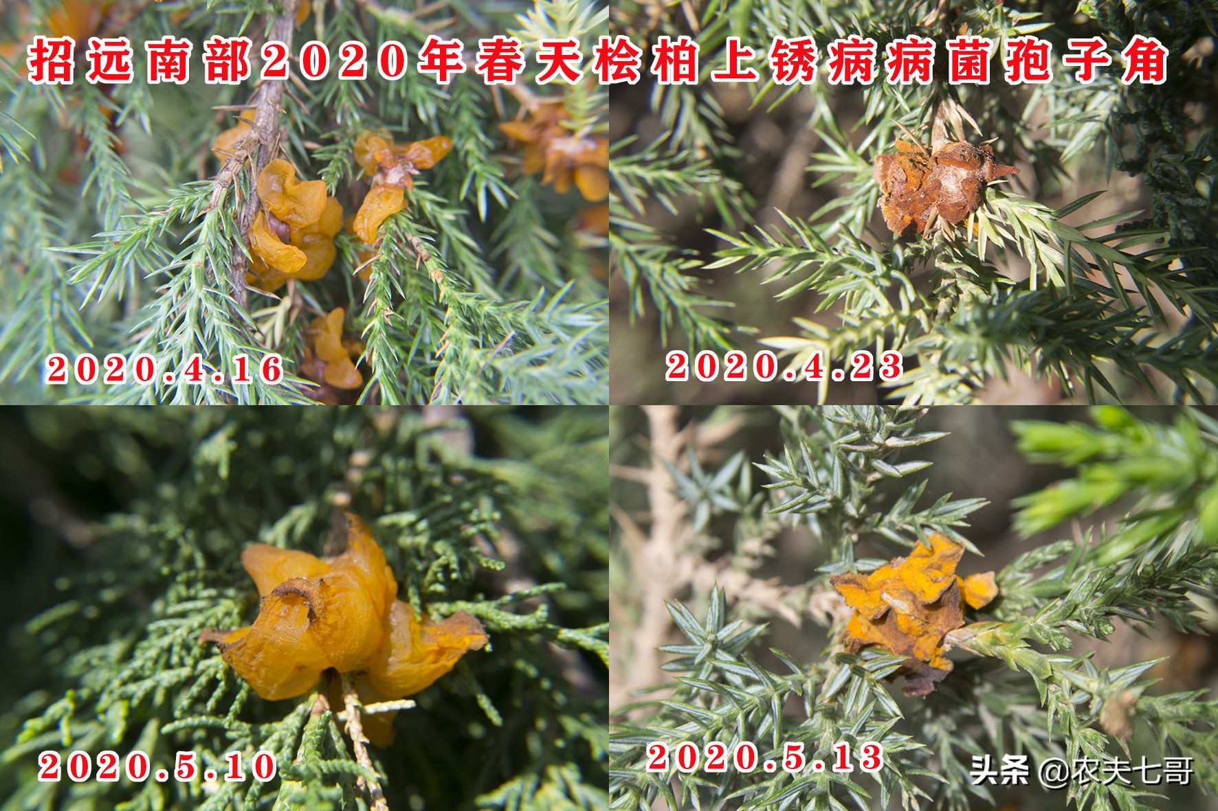 苹果斑点落叶病如何施药,苹果叶片黄了是怎么回事