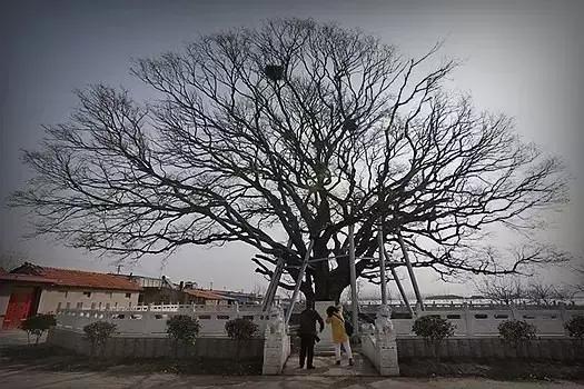 青岛周边古村落景区,青岛古村落旅游景点