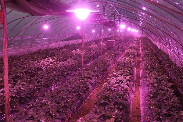 补光灯种植草莓,种植草莓不用太阳光用补光灯行吗