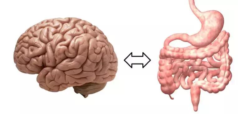 微生物脑肠轴介绍,微生物肠脑轴关系图
