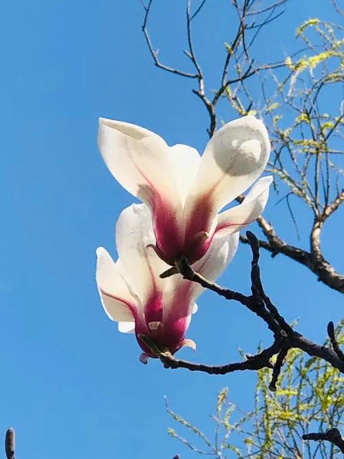 太原迎泽公园3月份看花,迎泽公园看花