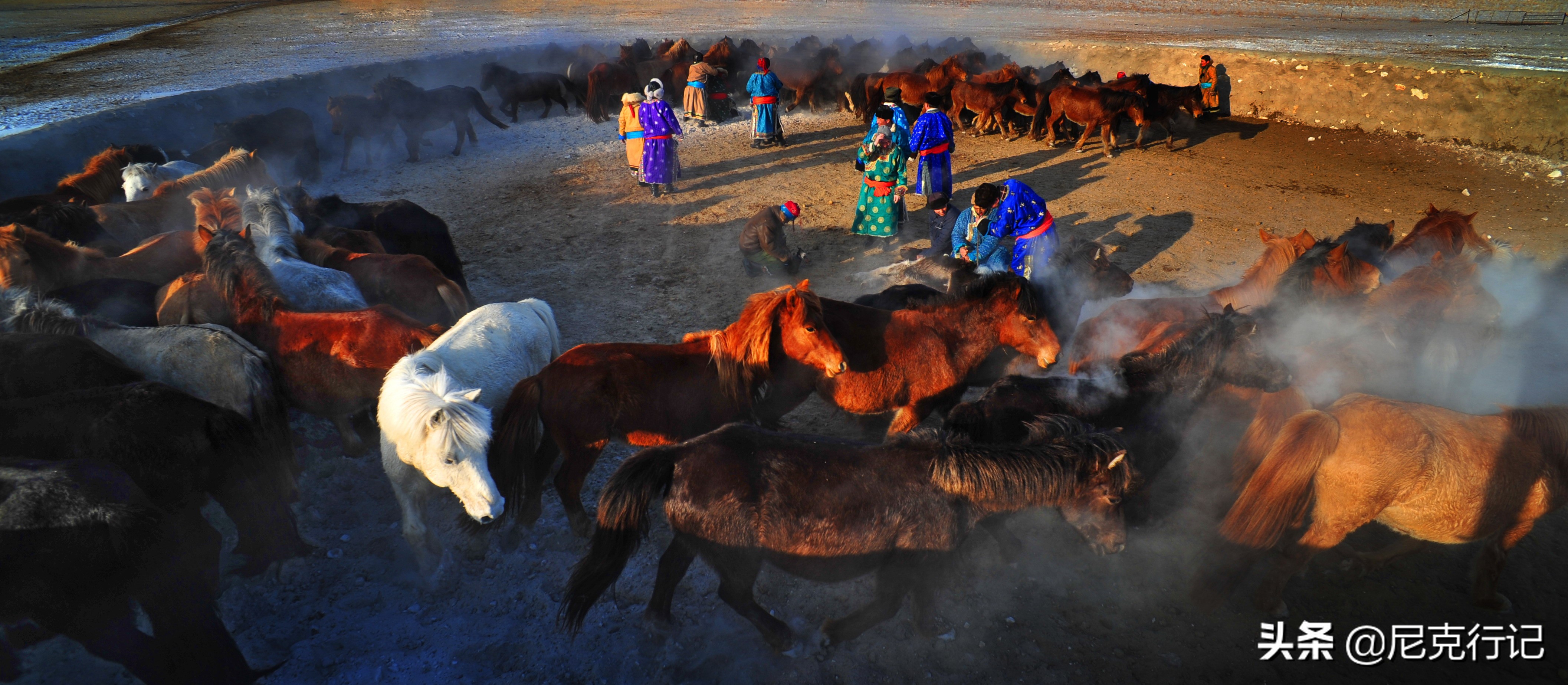 -30℃草原生活：羊群抱团取暖，马背全是冰，牧民坚守自然规律