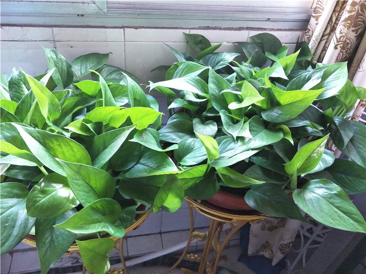 金钻绿萝喜光还是喜阴,大叶绿萝是喜光植物吗