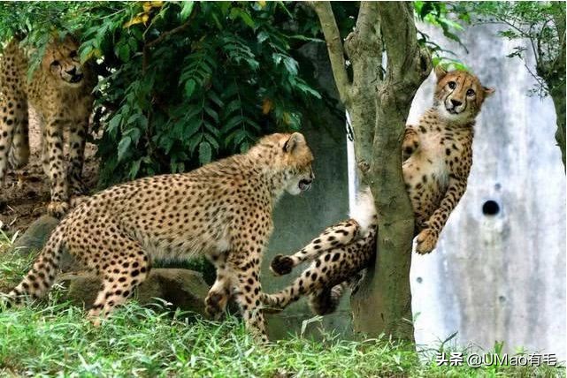 猫能被东西卡住动不了吗,猫好像被什么东西卡住一样