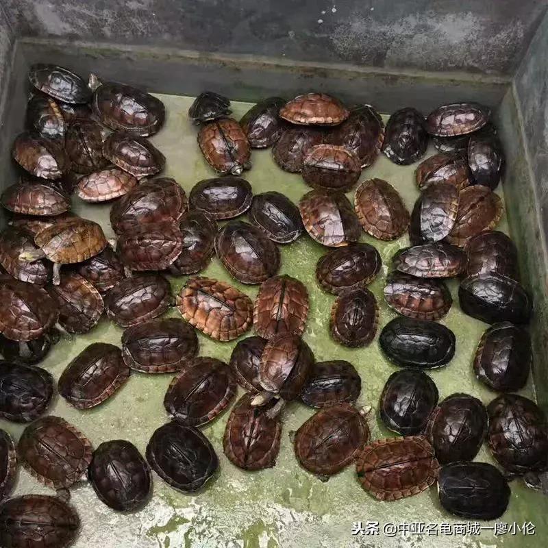 中国养殖市场,中国养殖的发展及现状