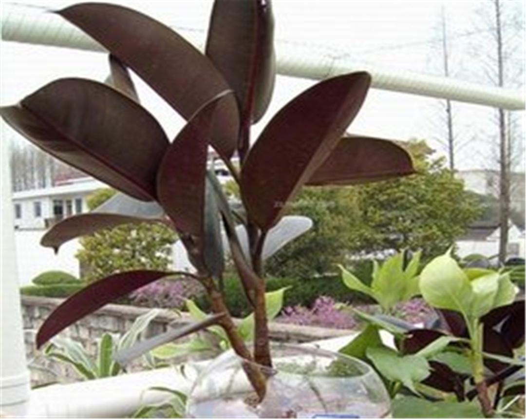 黑金刚橡皮树与绿金刚橡皮树区别,青叶橡皮树和黑金刚橡皮树一样吗