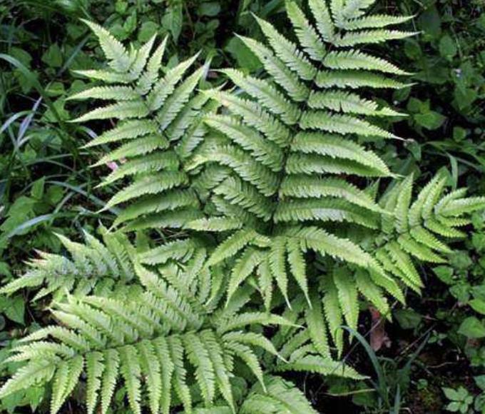 小溪边生长有什么植物,最常见的凤尾蕨