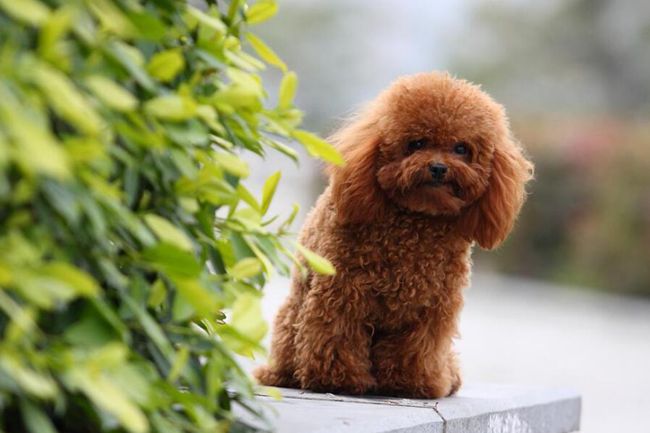 贵宾犬不吃饭是怎么回事?主人要知道贵宾犬不吃饭,可能是这原因