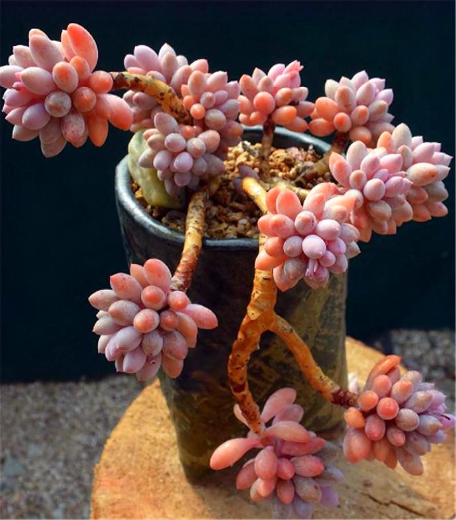 多肉中的“萌宠小萝莉”,天然自成悬崖桩,撸撸叶子就爆头