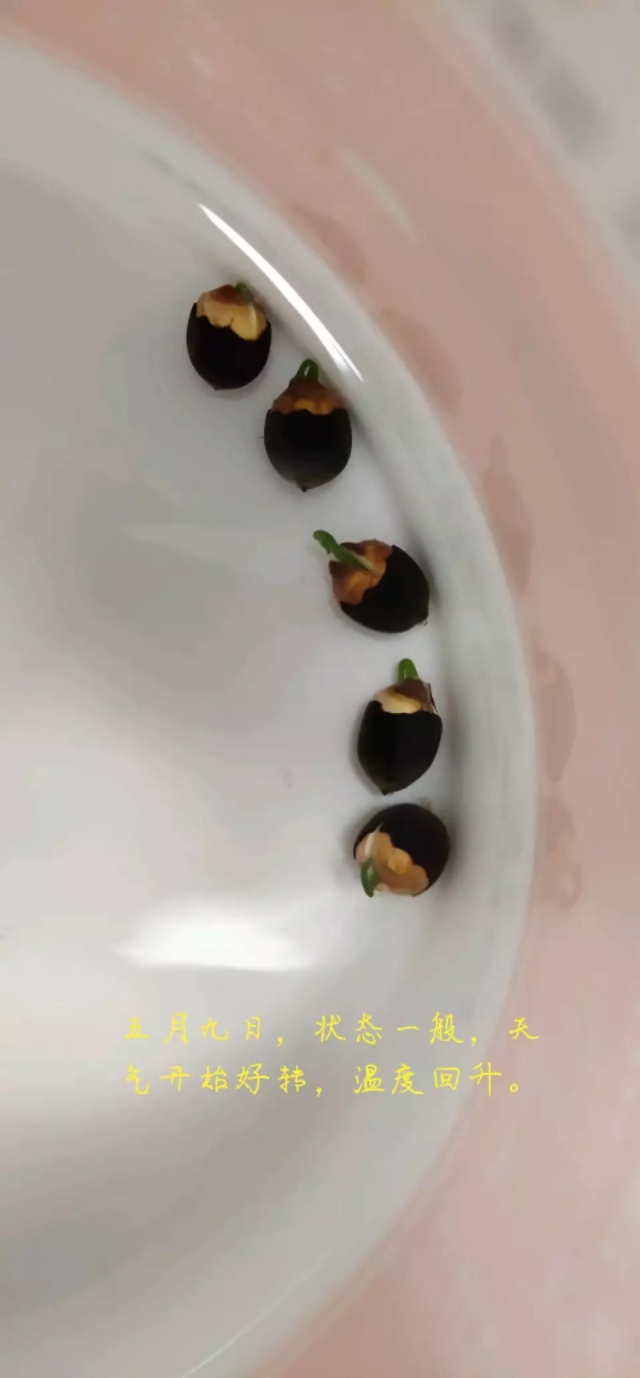 用种子栽培碗莲成长日记,碗莲与鱼在缸中栽培方法