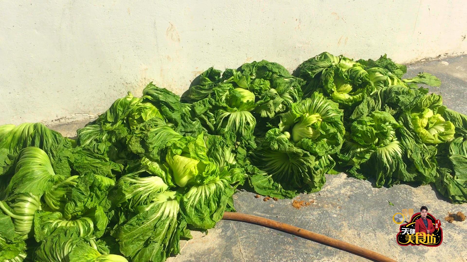 酸菜不用糯米粉的做法,酸菜不用塑料袋的腌法