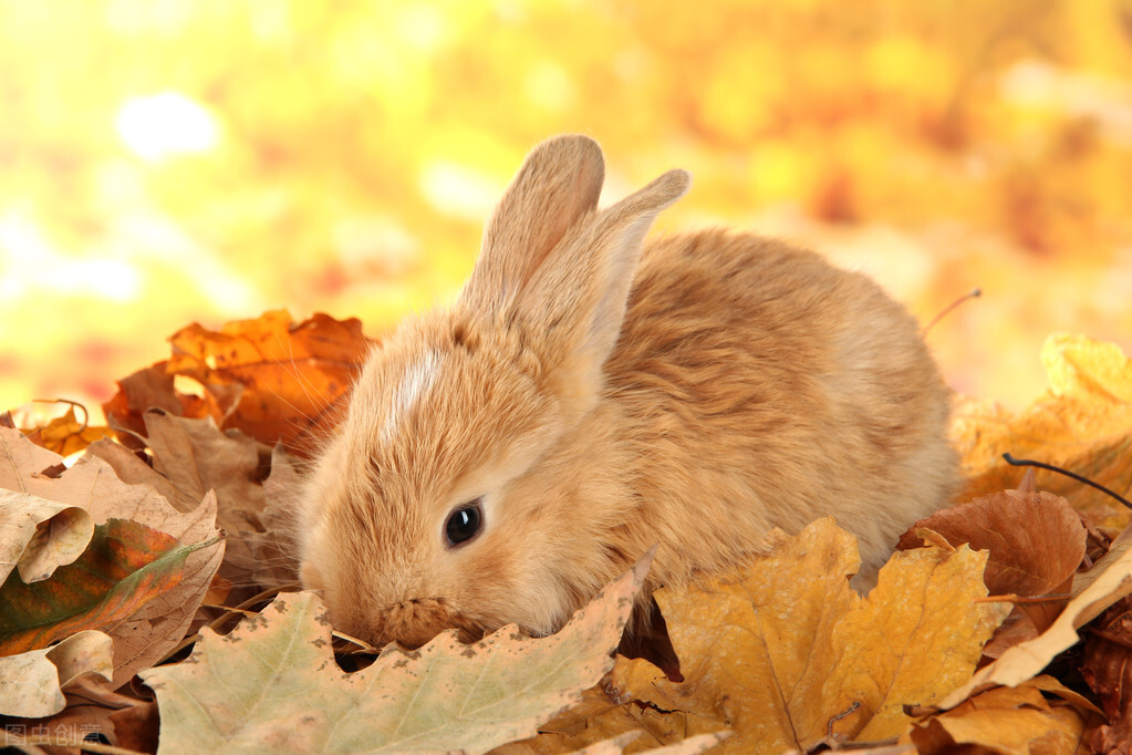 兔子流眼泪掉毛是怎么回事,兔子流眼泪出气困难怎么办
