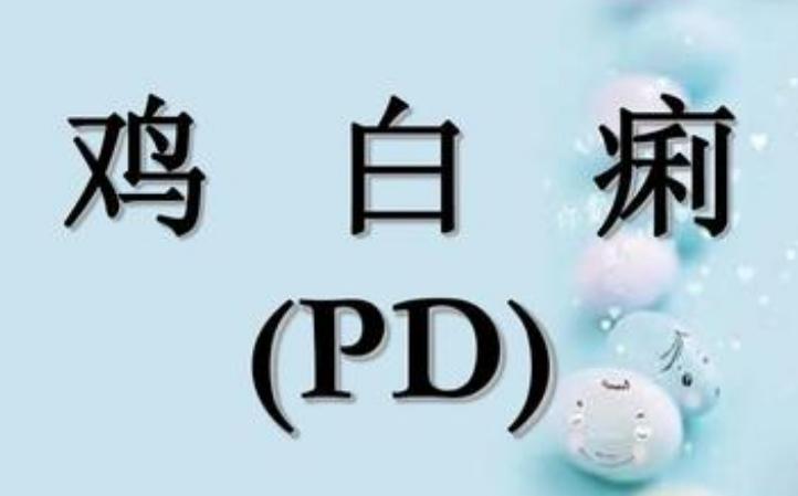 4日龄雏鸡爆发鸡白痢怎么办,雏鸡白痢的诊断及防治方法