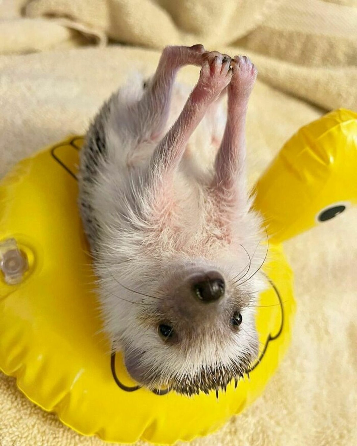 25张宠物刺猬生活的照片,从园艺到腹部按摩