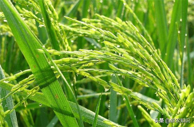 水稻高产栽培田间管理技术要点,水稻种植高产的办法