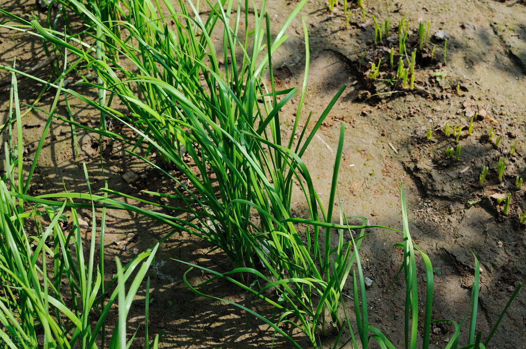 老俗语说头茬韭菜不能吃为什么,头茬韭菜和二茬韭菜哪个嫩