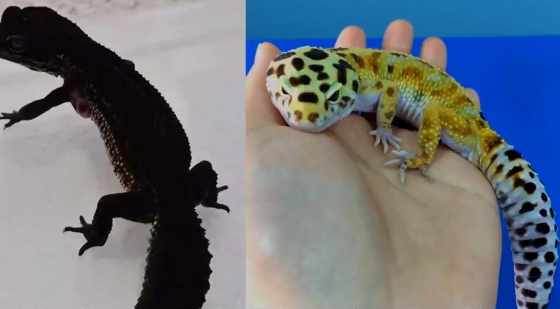 守宫纯黑图片,黑守宫为什么变白