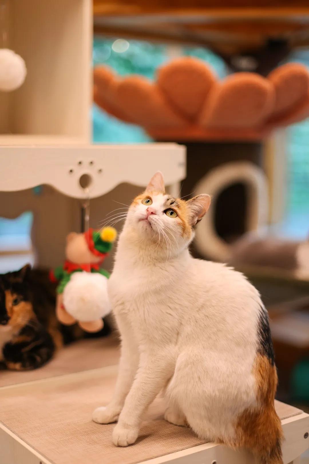 米麒麟：我掉缸怎么了？