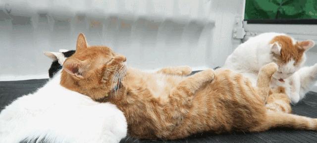 猫咪下巴长了黑头？千万别去抠，那是猫咪患上了毛囊炎的症状