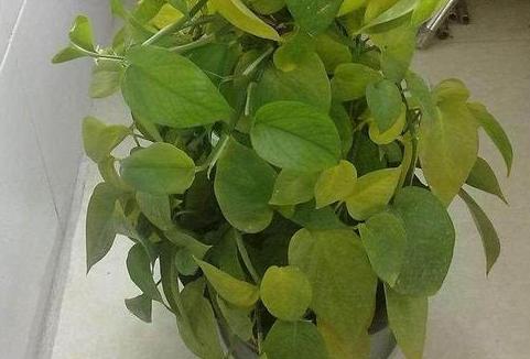 绿萝叶子发黄用营养液还是肥料好,绿萝用了肥料叶子发黄怎么办