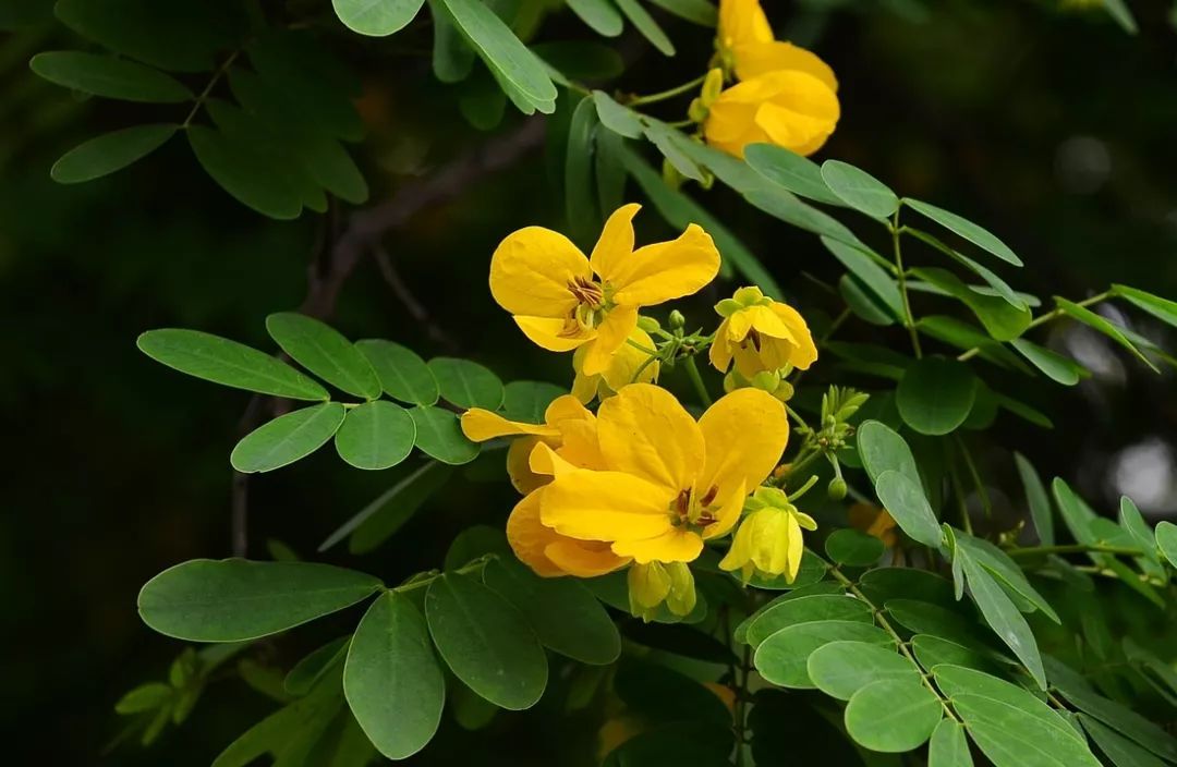 100种常见观叶植物图鉴史上最全,农村常见的100种植物