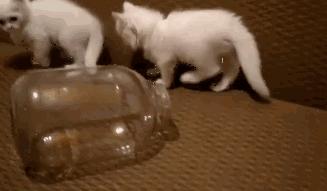 猫咪是一种特殊的液体你知道吗,猫咪为什么是液体形成的