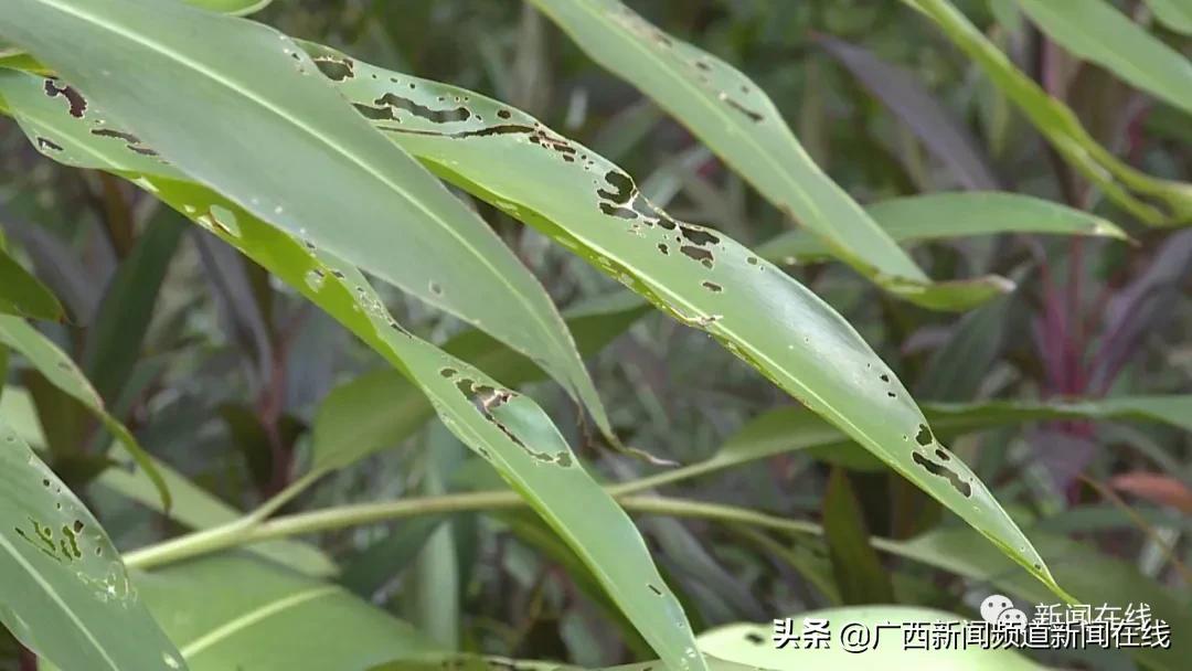 非洲大蜗牛要怎么样消杀,园区大蜗牛消杀
