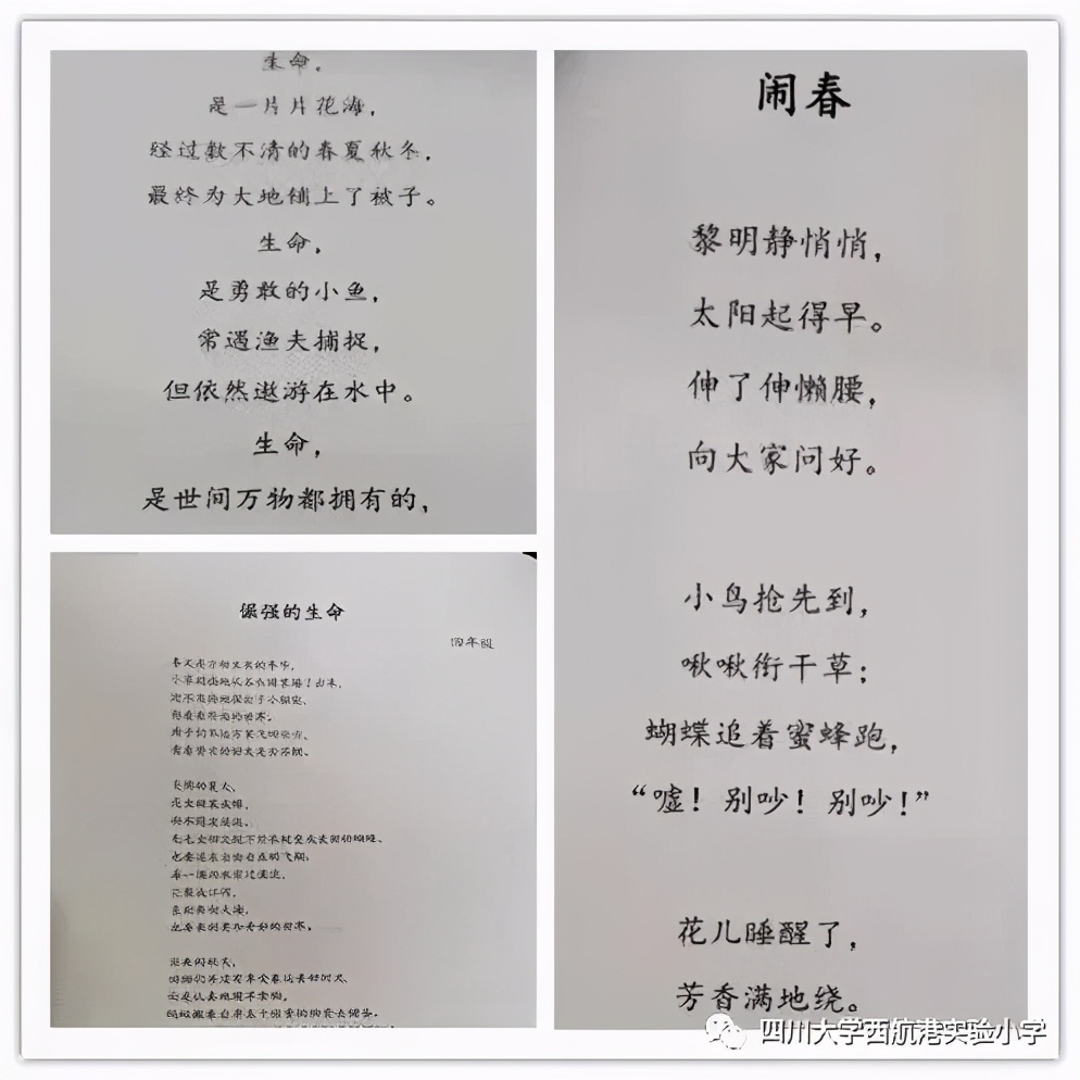 川大西航港实验小学课程表,四川大学西航港实验小学择校