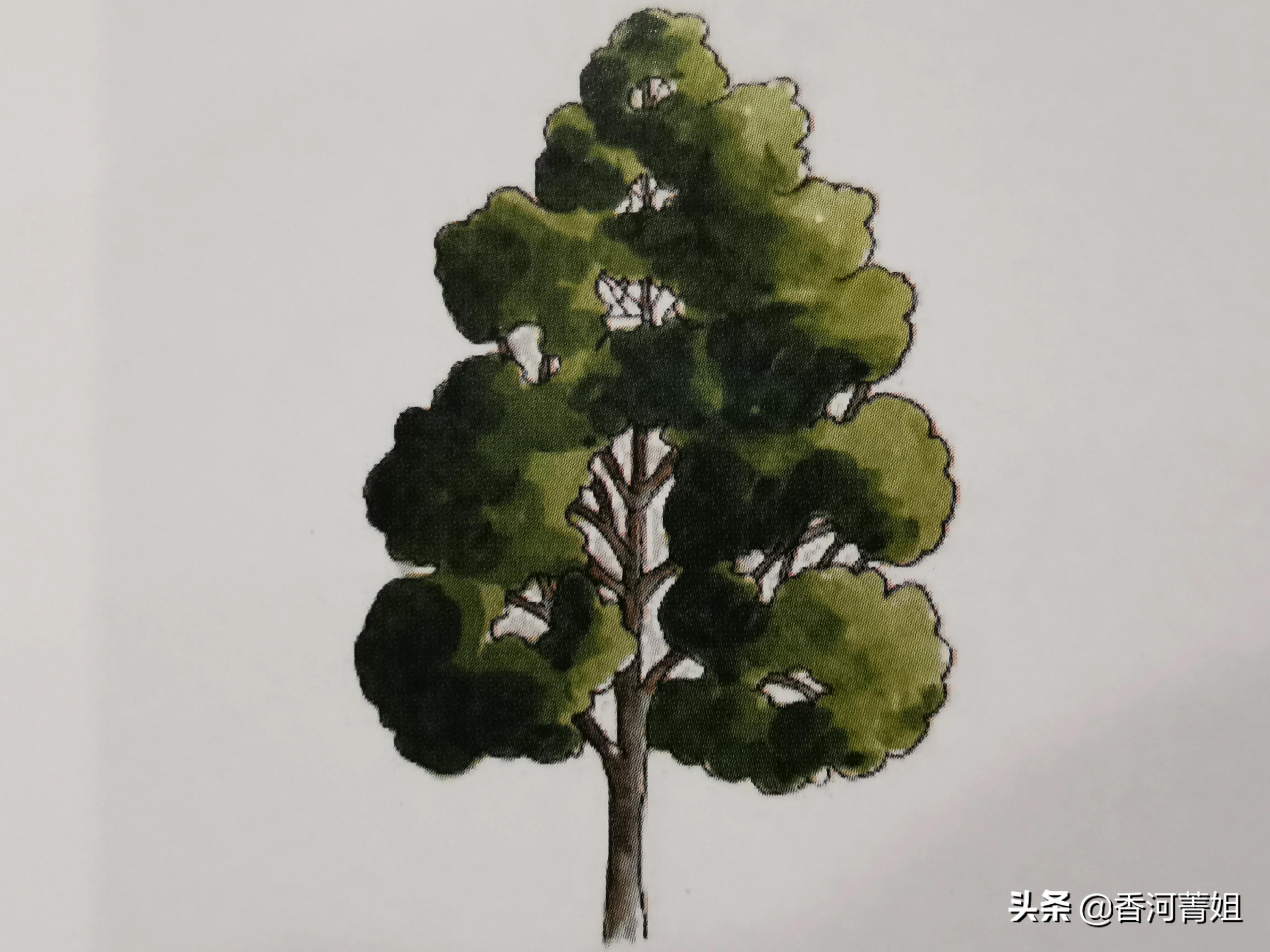 红榉木属于硬木吗,红榉木树